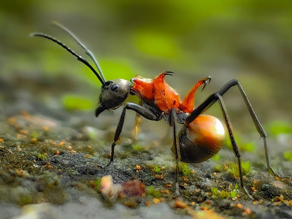 Mrówka Polyrhachis bihamata z pomarańczowym tułowiem na mchu